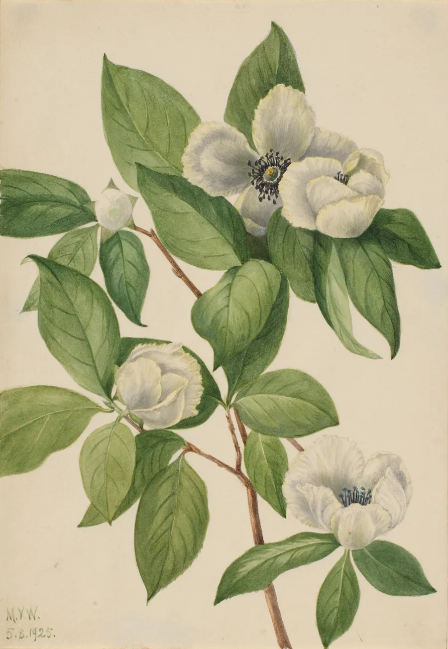 Virginia Stewartia (Stewartia malachodendron) by Mary Vaux Walcott, born Philadelphia, PA 1860-died St. Andrews, New Brunswick, Canada 1940