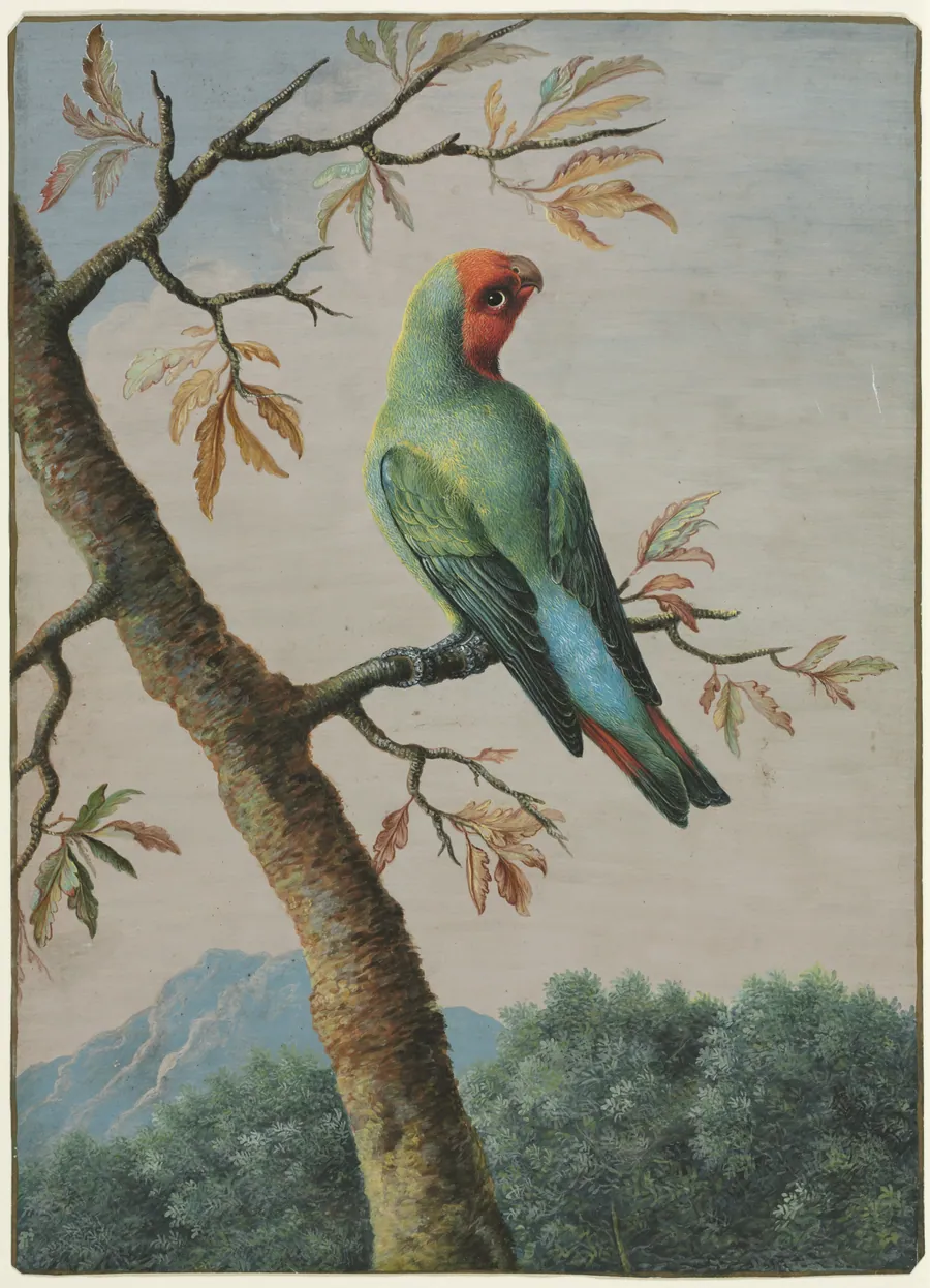 Bird Study: Rosy Faced Love Bird by George Edwards
