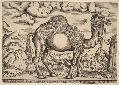 A Dromedary