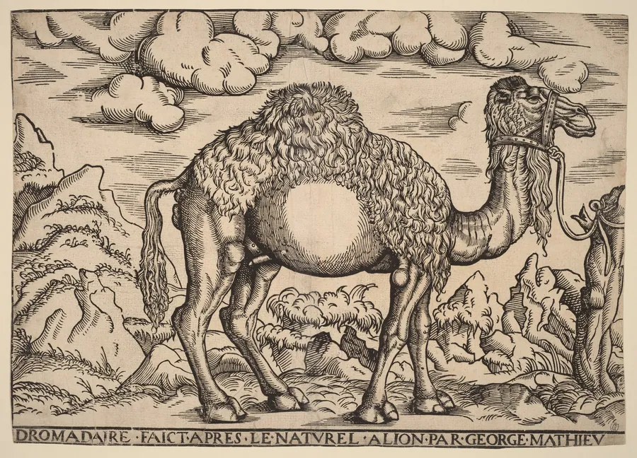 A Dromedary by Georg Mattheus