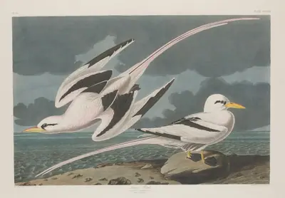 Tropic Bird