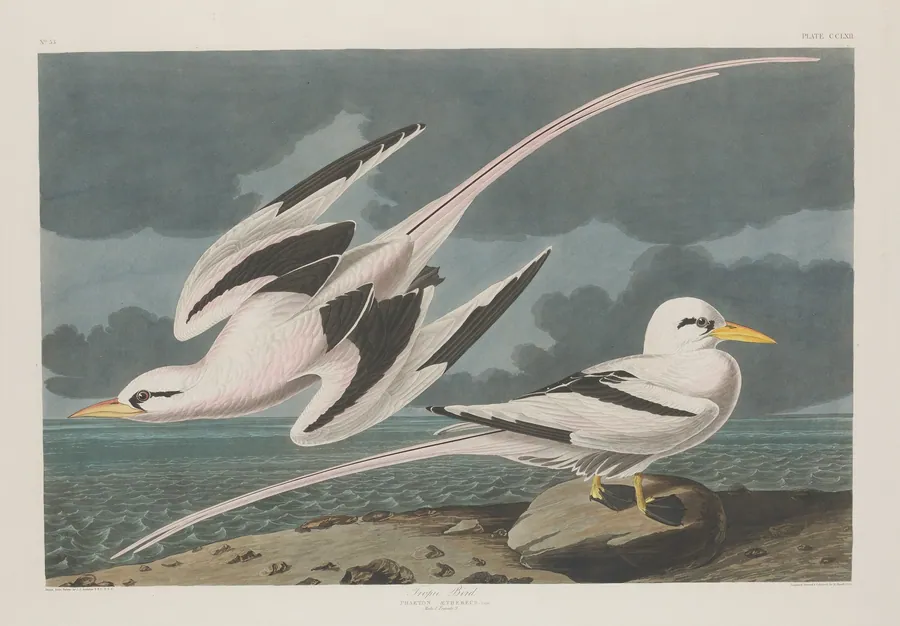 Tropic Bird by Robert Havell, Jr.
