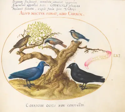 Plate 61: Blue Crow(?), Jackdaw, Chickadee or Tit, and Other Birds