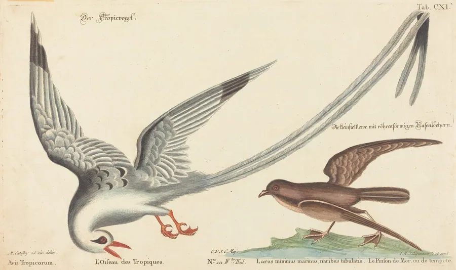 The Tropic Bird (Phaeton aethereus) by Johann Michael Seligmann