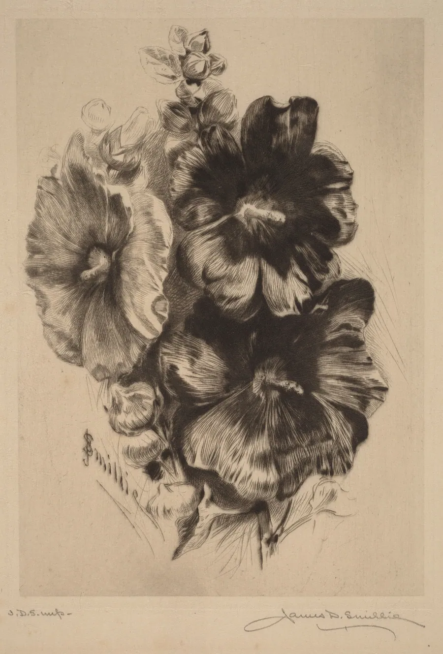 Dark Single Hollyhocks by James David Smillie