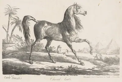 Suite de Chevaux:  Cheval Arabe