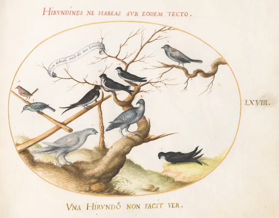 Plate 68: A Ptarmigan, Swallows, and Other Birds by Joris Hoefnagel