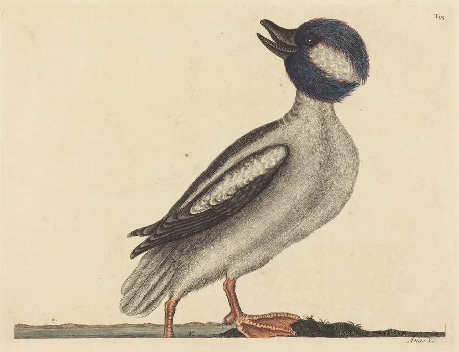 The Buffel's Head Duck (Anas bucephala) by Mark Catesby