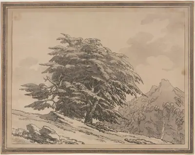 Delineations of the General Character Ramifications and Foliage of Forest Trees: Cedar