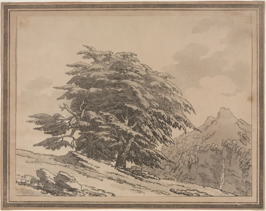 Delineations of the General Character Ramifications and Foliage of Forest Trees: Cedar by John Robert Cozens