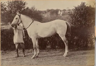 Captain Bailward's horse, Jhansi (verso, right)