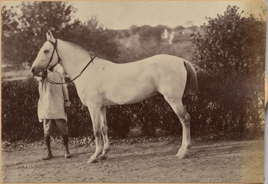 Captain Bailward's horse, Jhansi (verso, right) by Raja Deen Dayal