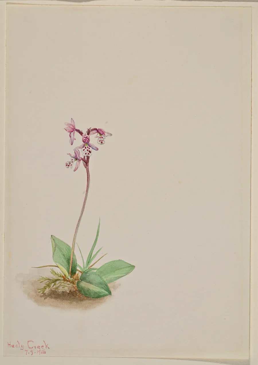 Orchis (Orchis rotundifolia) by Mary Vaux Walcott, born Philadelphia, PA 1860-died St. Andrews, New Brunswick, Canada 1940