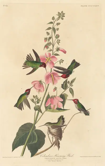 Columbian Humming Bird