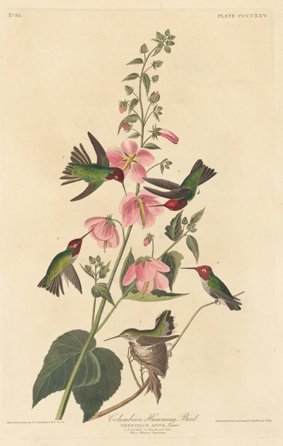 Columbian Humming Bird by Robert Havell, Jr.