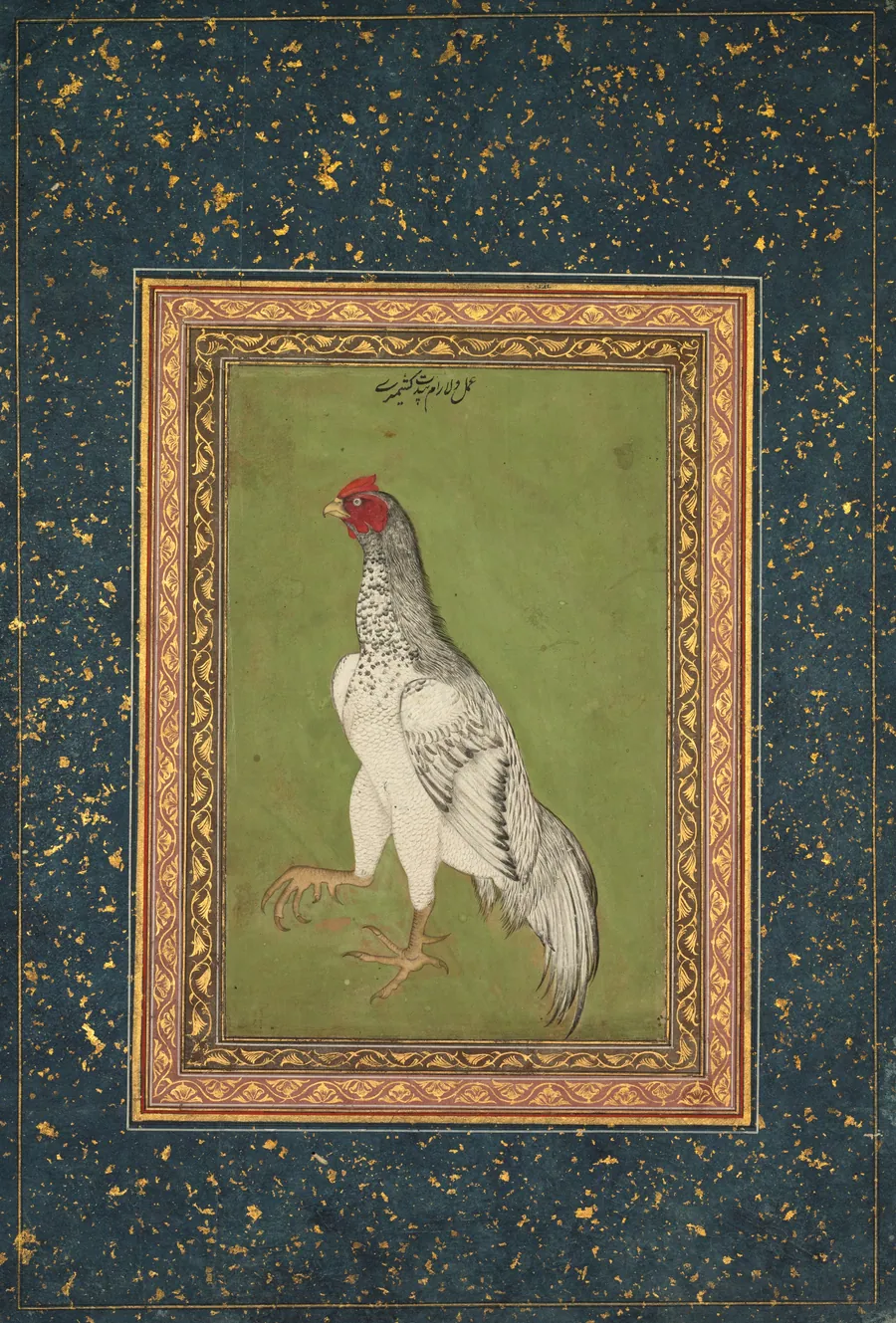 Rooster