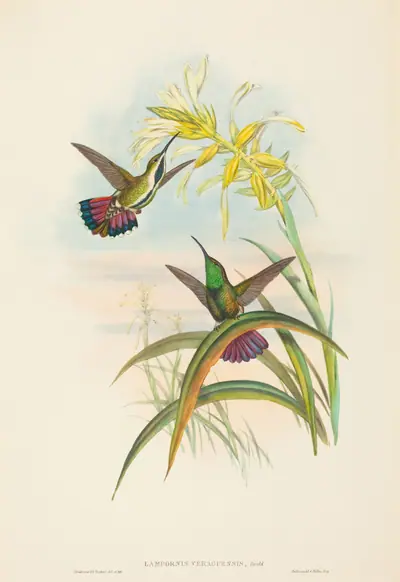 Lampornis veraguensis (Veraguan Mango)