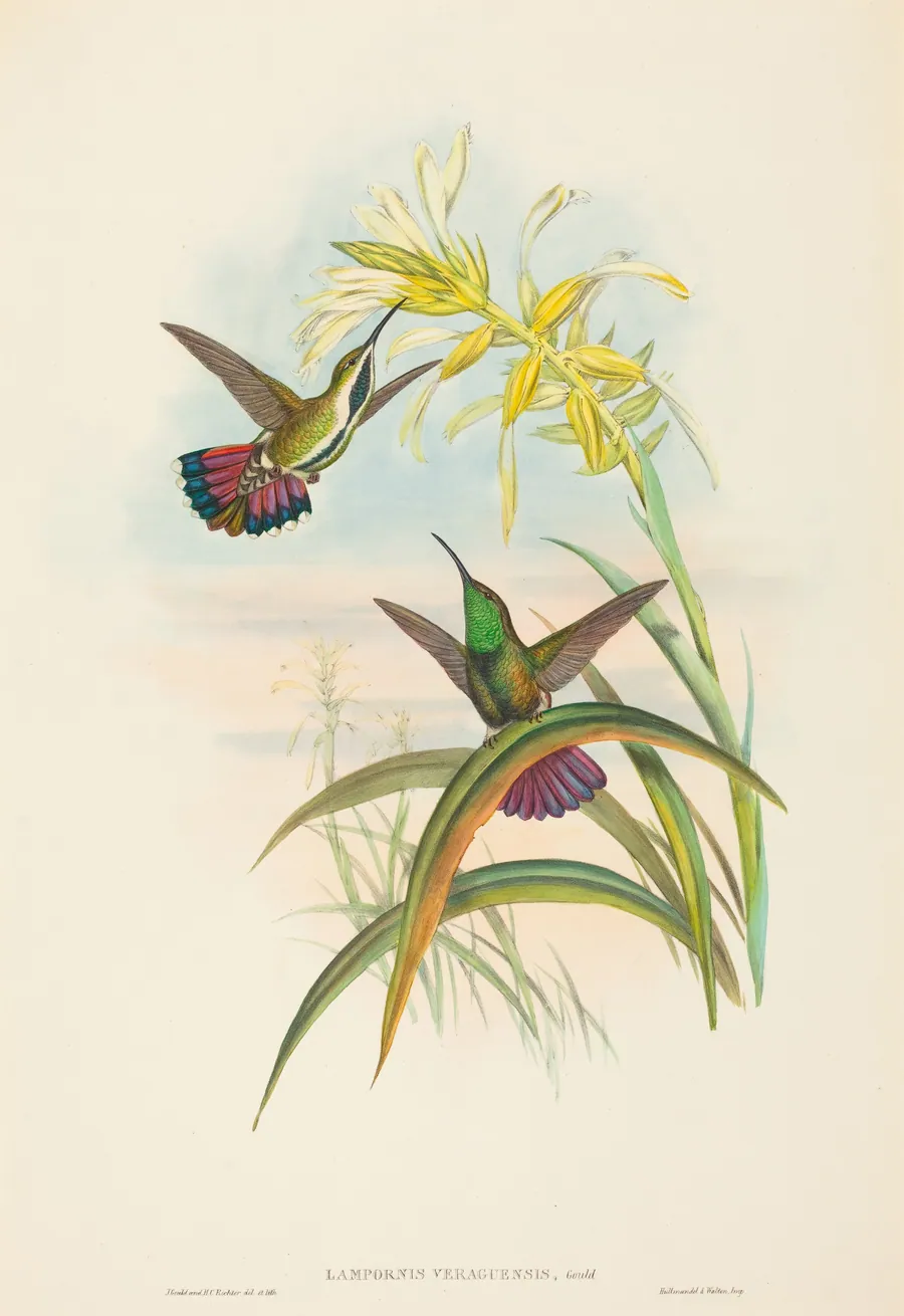 Lampornis veraguensis (Veraguan Mango) by John Gould
