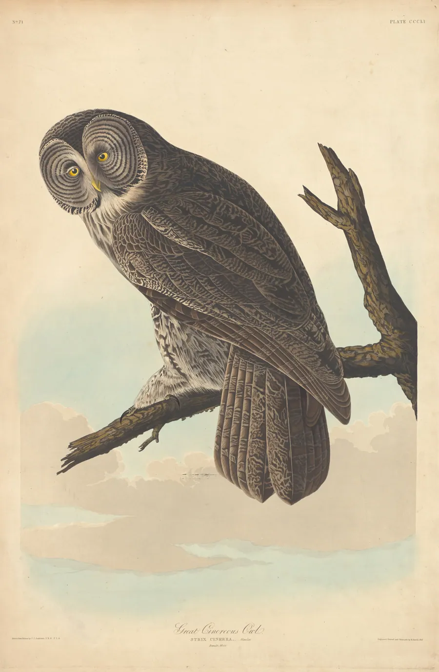 Great Cinereous Owl by Robert Havell, Jr.