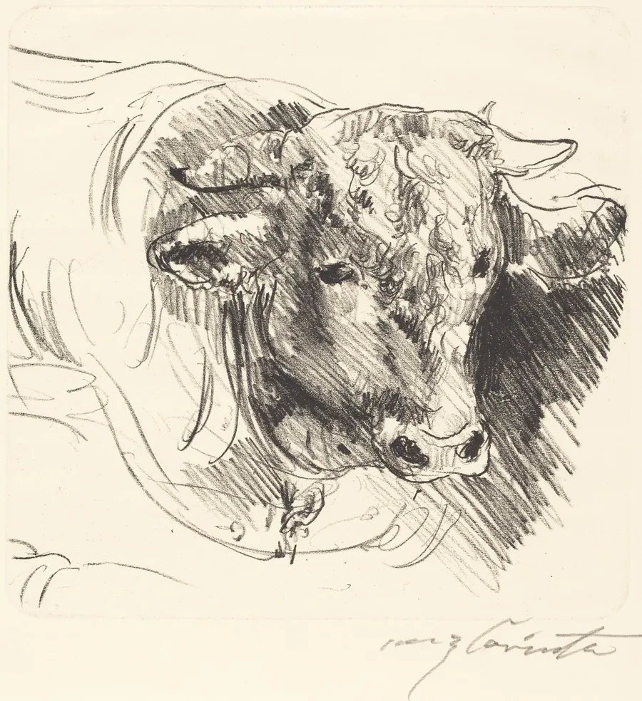 Stierkopf (Head of a Steer) by Lovis Corinth