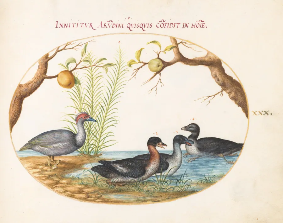 Plate 30: A Muscovy(?) Duck, a Four-Legged Duck, and Two Other Birds by Joris Hoefnagel