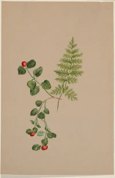 Partridgeberry (Mitchella repens)