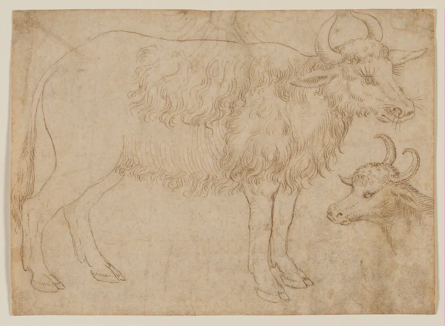 Study of Two Bovine Animals by The Veneto