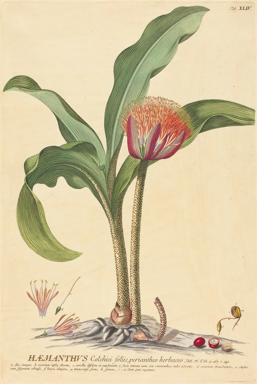 Haemanthus by Johannes Jacob Haid