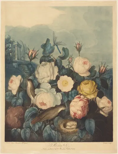 Roses