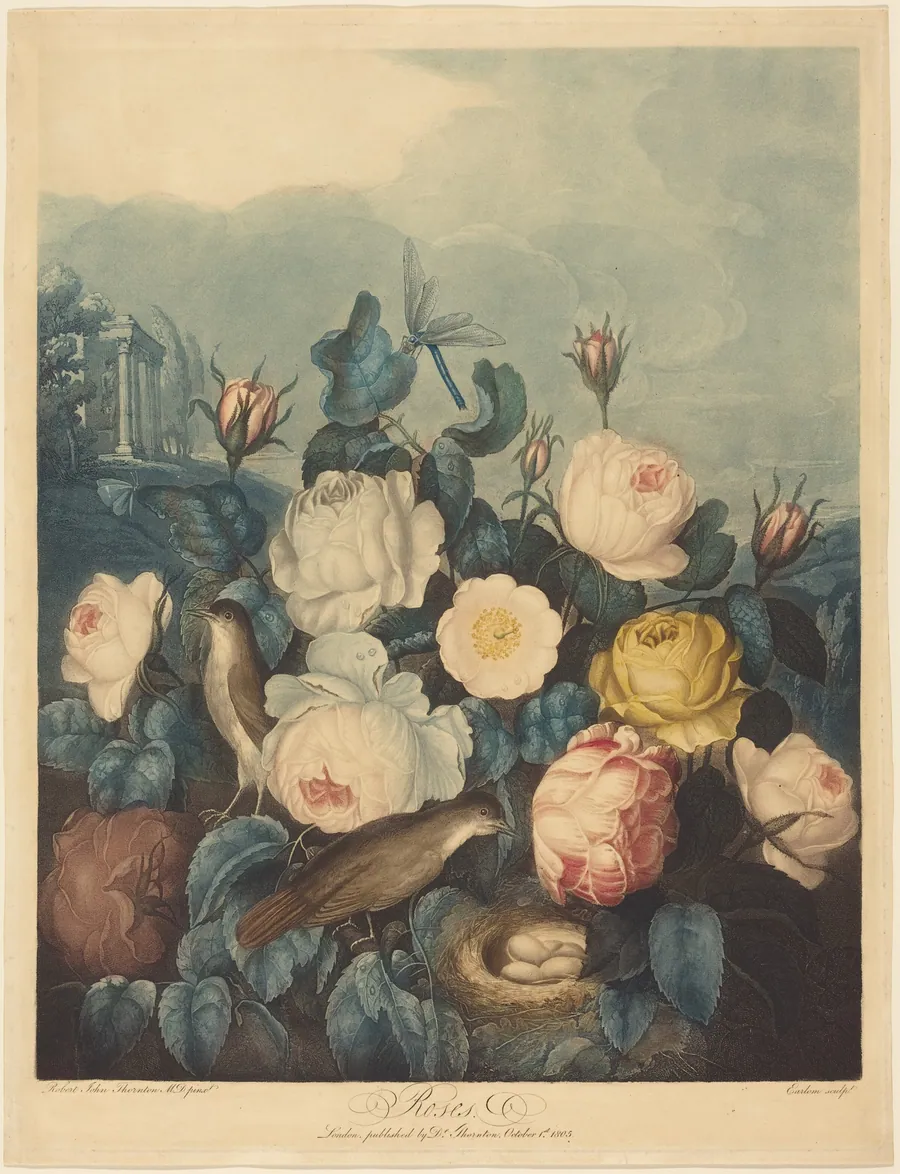 Roses by Richard Earlom
