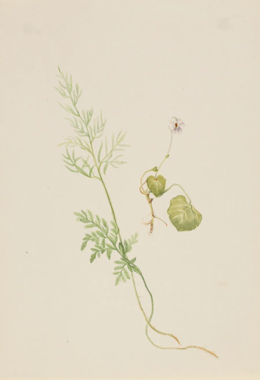 Viola palustris by Mary Vaux Walcott, born Philadelphia, PA 1860-died St. Andrews, New Brunswick, Canada 1940
