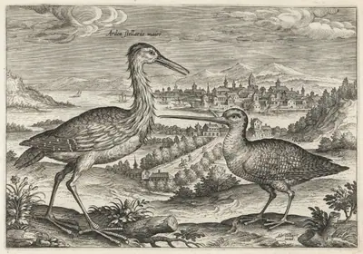 Heron and Snipe