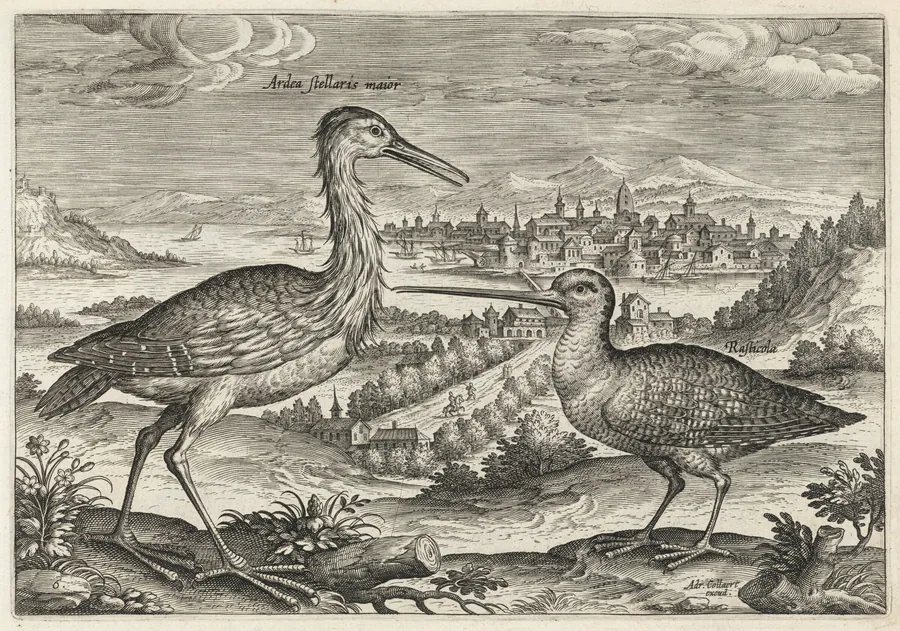 Heron and Snipe by Adriaen Collaert