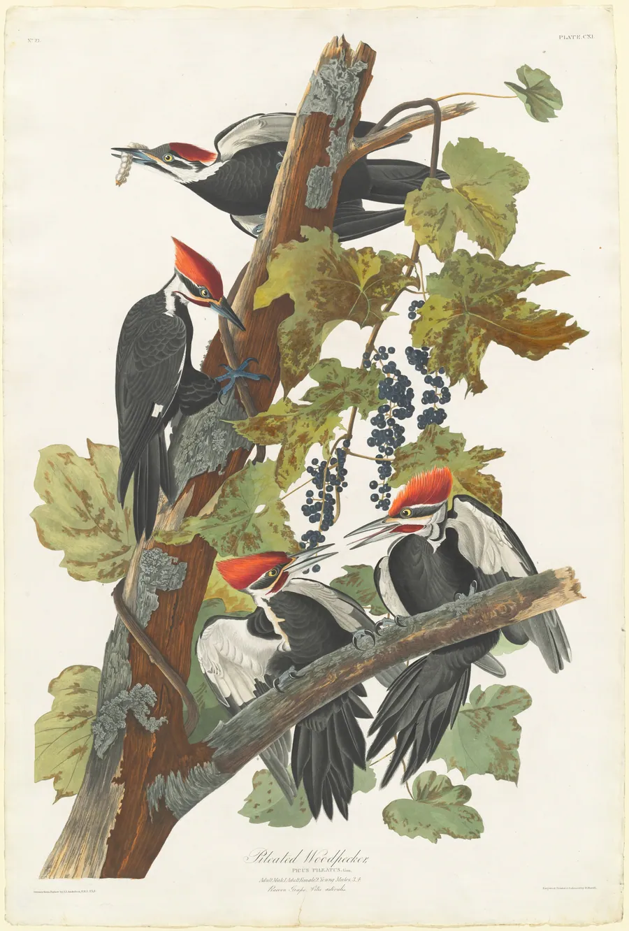 Pileated Woodpecker by Robert Havell, Jr.