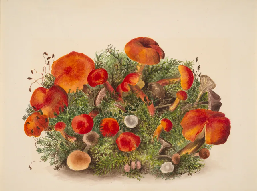 (Untitled--Study of Mushrooms) by Mary Vaux Walcott, born Philadelphia, PA 1860-died St. Andrews, New Brunswick, Canada 1940