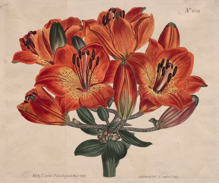 The Botanical Magazine or Flower Garden Displayed:  Umbel-Flowering Bulb-Bearing Orange-Lily by Thomas Curtis