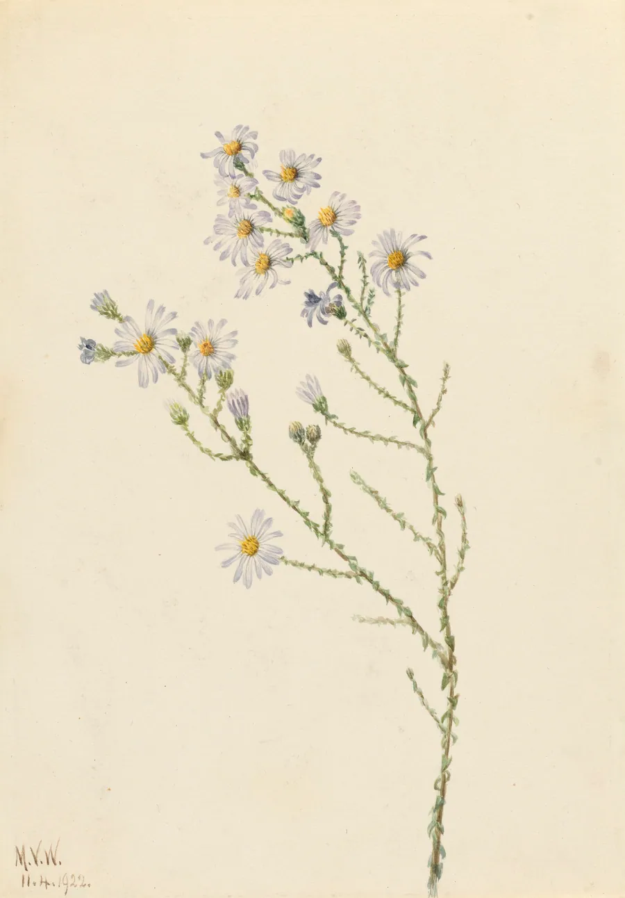 Pineland Aster (Aster squarrosus) by Mary Vaux Walcott, born Philadelphia, PA 1860-died St. Andrews, New Brunswick, Canada 1940