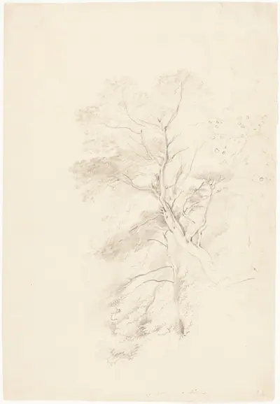 A Beech Wood