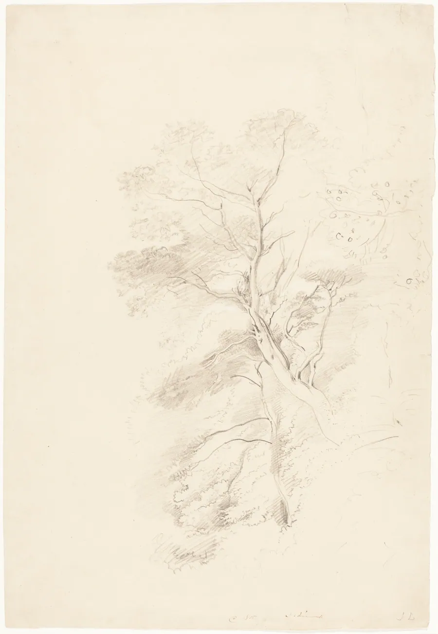 A Beech Wood by John Linnell