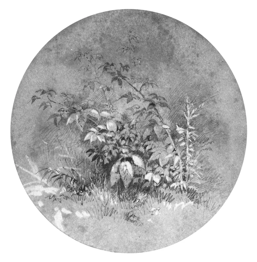 Study of Ground Foliage (from Cropsey Album) by William Trost Richards