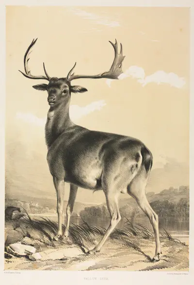 Fallow Deer