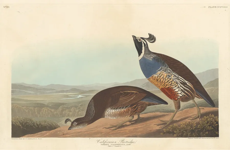 Californian Partridge by Robert Havell, Jr.
