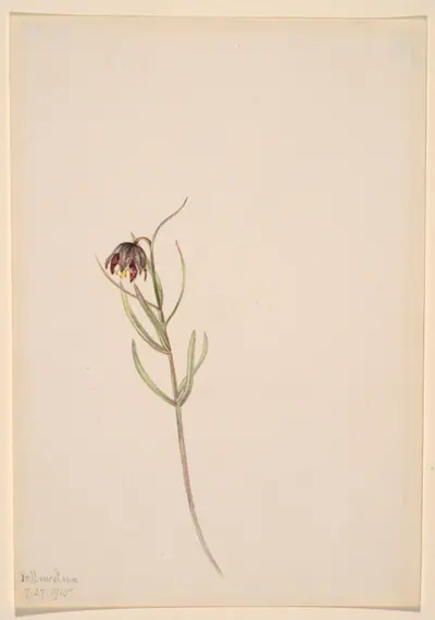 Untitled--Flower Study