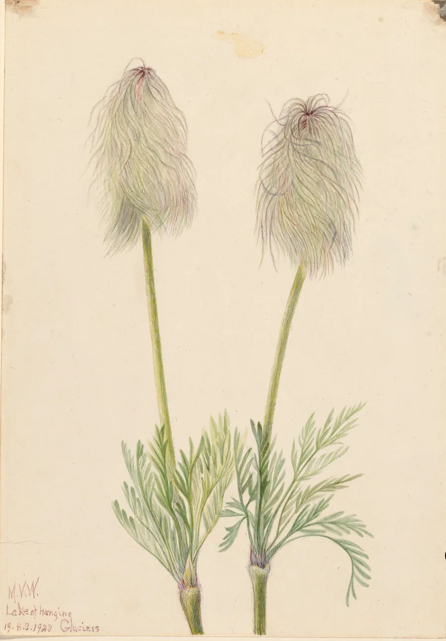 Plume Anemone (Pulsatilla occidentalis) by Mary Vaux Walcott, born Philadelphia, PA 1860-died St. Andrews, New Brunswick, Canada 1940