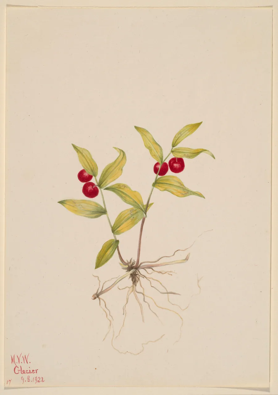 Kruhsea (Kruhsea streptopoides) by Mary Vaux Walcott, born Philadelphia, PA 1860-died St. Andrews, New Brunswick, Canada 1940