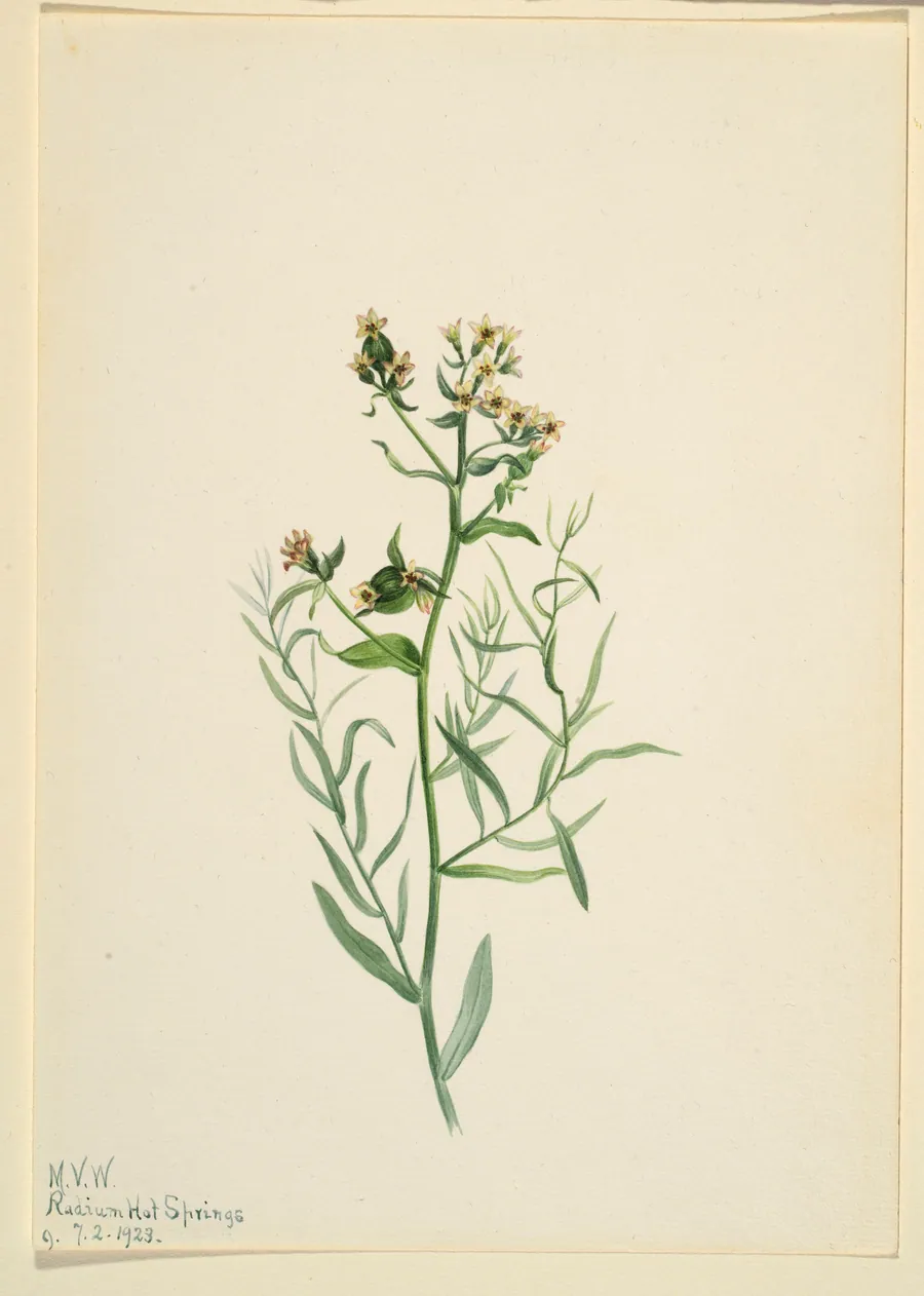 Bastard Toadflax (Comandra pallida) by Mary Vaux Walcott, born Philadelphia, PA 1860-died St. Andrews, New Brunswick, Canada 1940