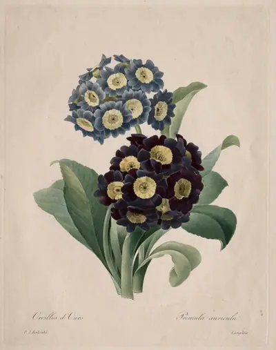 Primula auricula