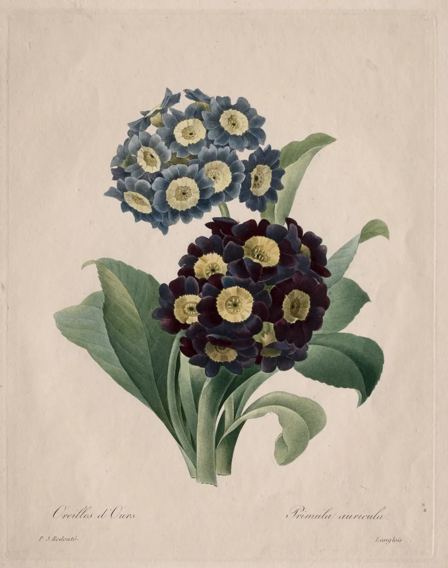 Primula auricula by Henri Joseph Redouté