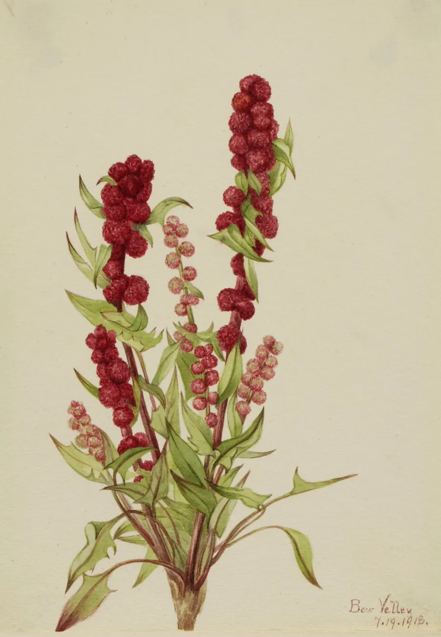 Strawberry-Blite (Chenopodium capitatum) by Mary Vaux Walcott, born Philadelphia, PA 1860-died St. Andrews, New Brunswick, Canada 1940