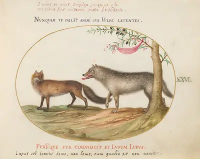 Plate 26: A Red Fox and a Wolf